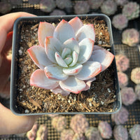 Rare Succulents - Echeveria White lotus