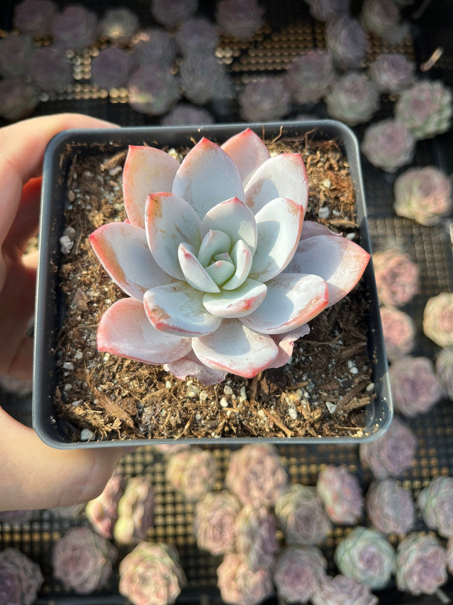 Rare Succulents - Echeveria White lotus