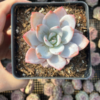 Rare Succulents - Echeveria White lotus