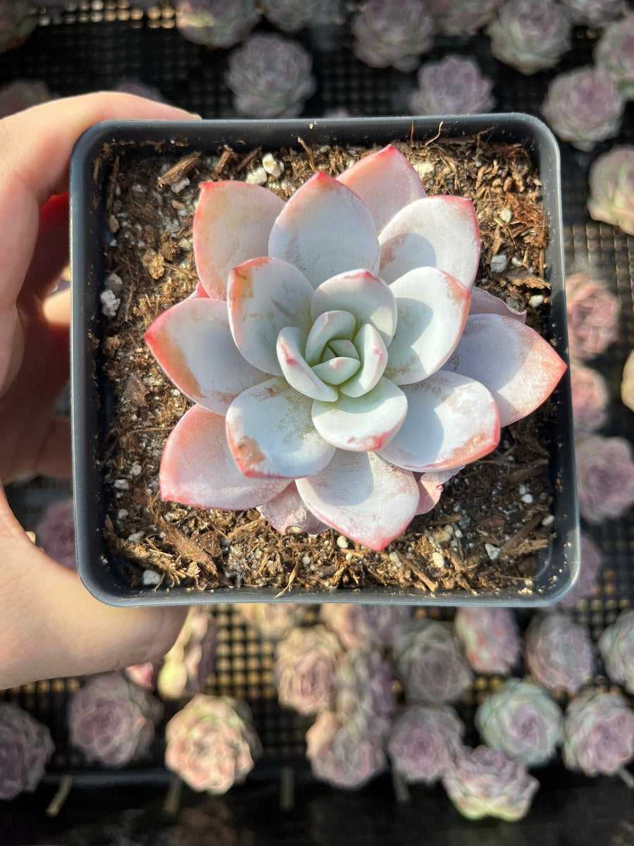 Rare Succulents - Echeveria White lotus