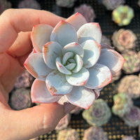 Rare Succulents - Echeveria White lotus