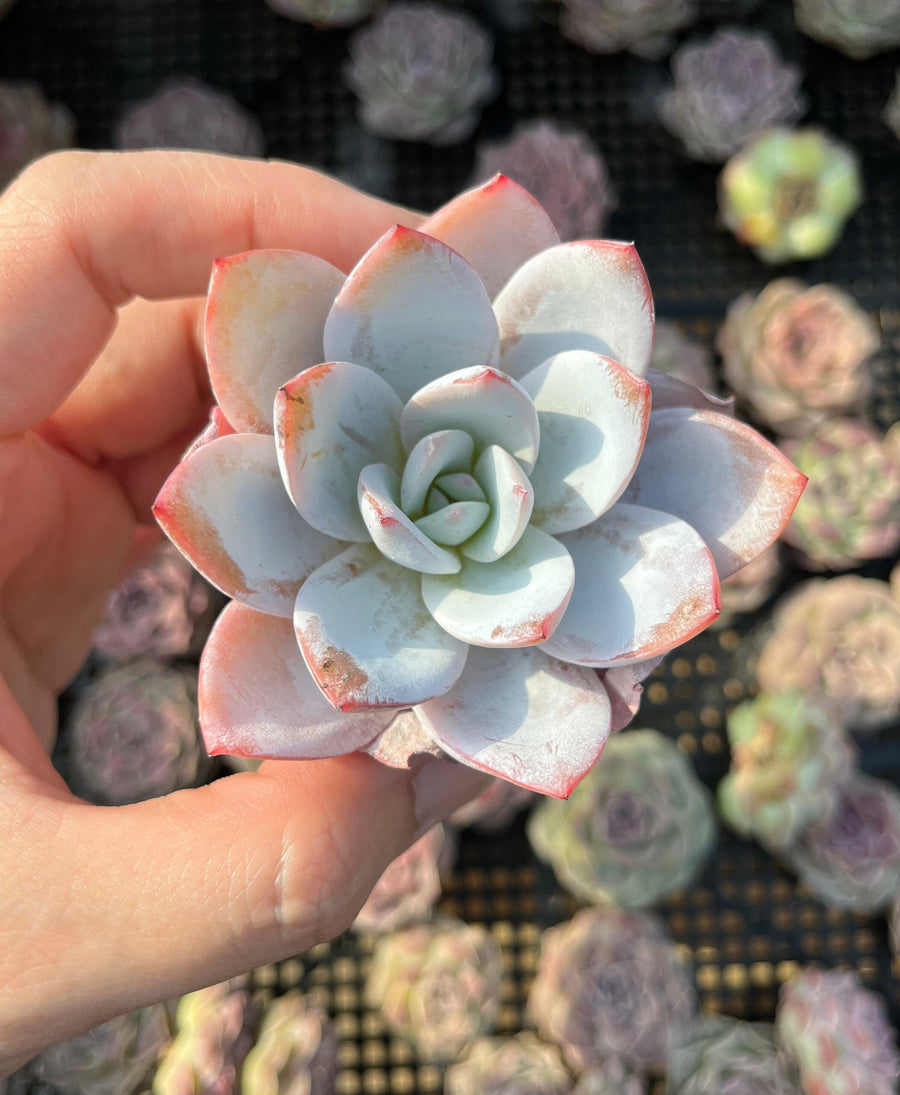 Rare Succulents - Echeveria White lotus