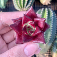 Rare Succulents - Echeveria Agavoides Rubin mini