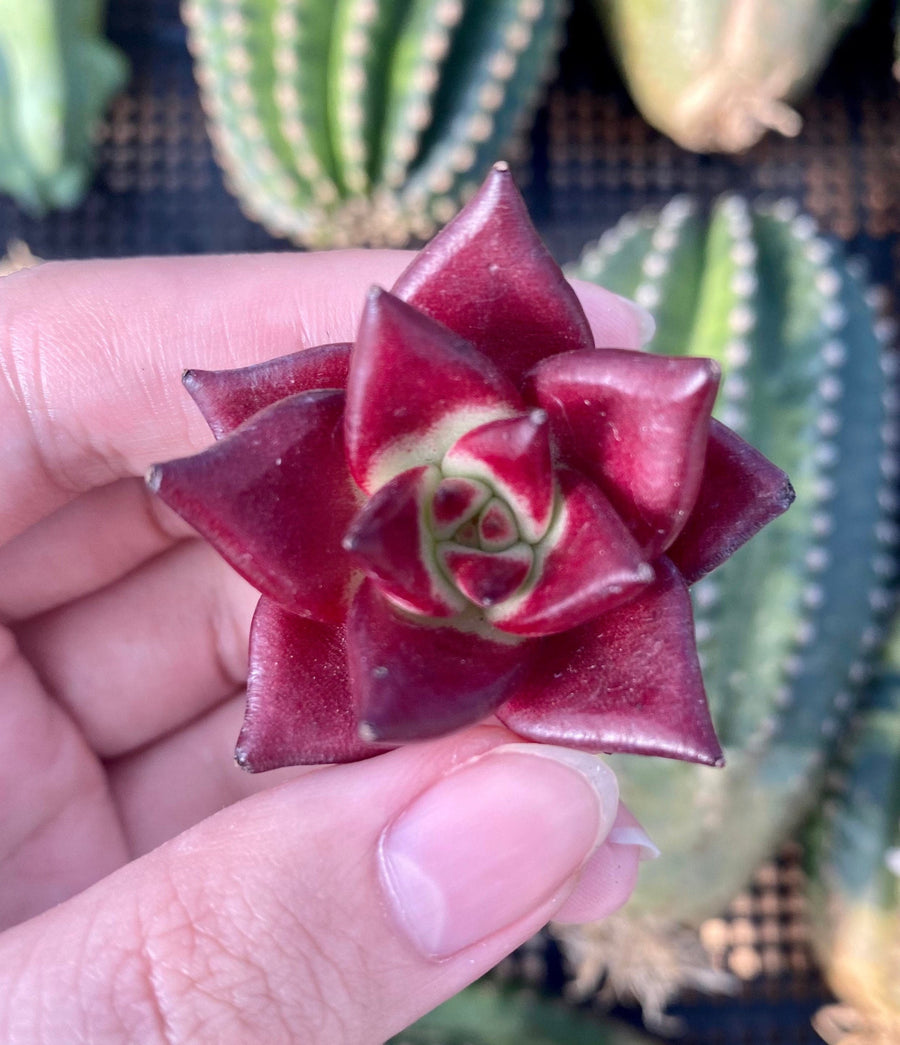 Rare Succulents - Echeveria Agavoides Rubin mini