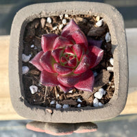 Rare Succulents - Echeveria Agavoides Rubin mini