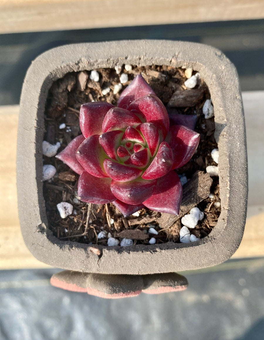 Rare Succulents - Echeveria Agavoides Rubin mini