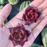 Rare Succulents - Echeveria Agavoides Rubin mini