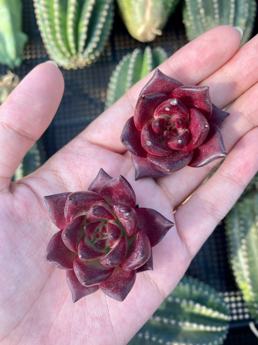 Rare Succulents - Echeveria Agavoides Rubin mini