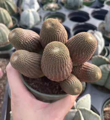 Rare Cactus - Echinopsis Famatimensis cluster