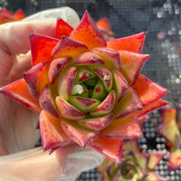 Rare Succulents - Echeveria Agavoides orange Ebony