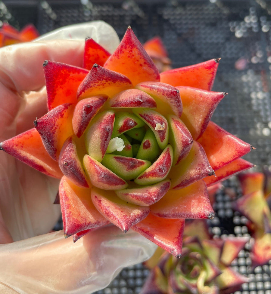 Rare Succulents - Echeveria Agavoides orange Ebony