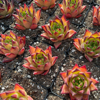 Rare Succulents - Echeveria Agavoides orange Ebony