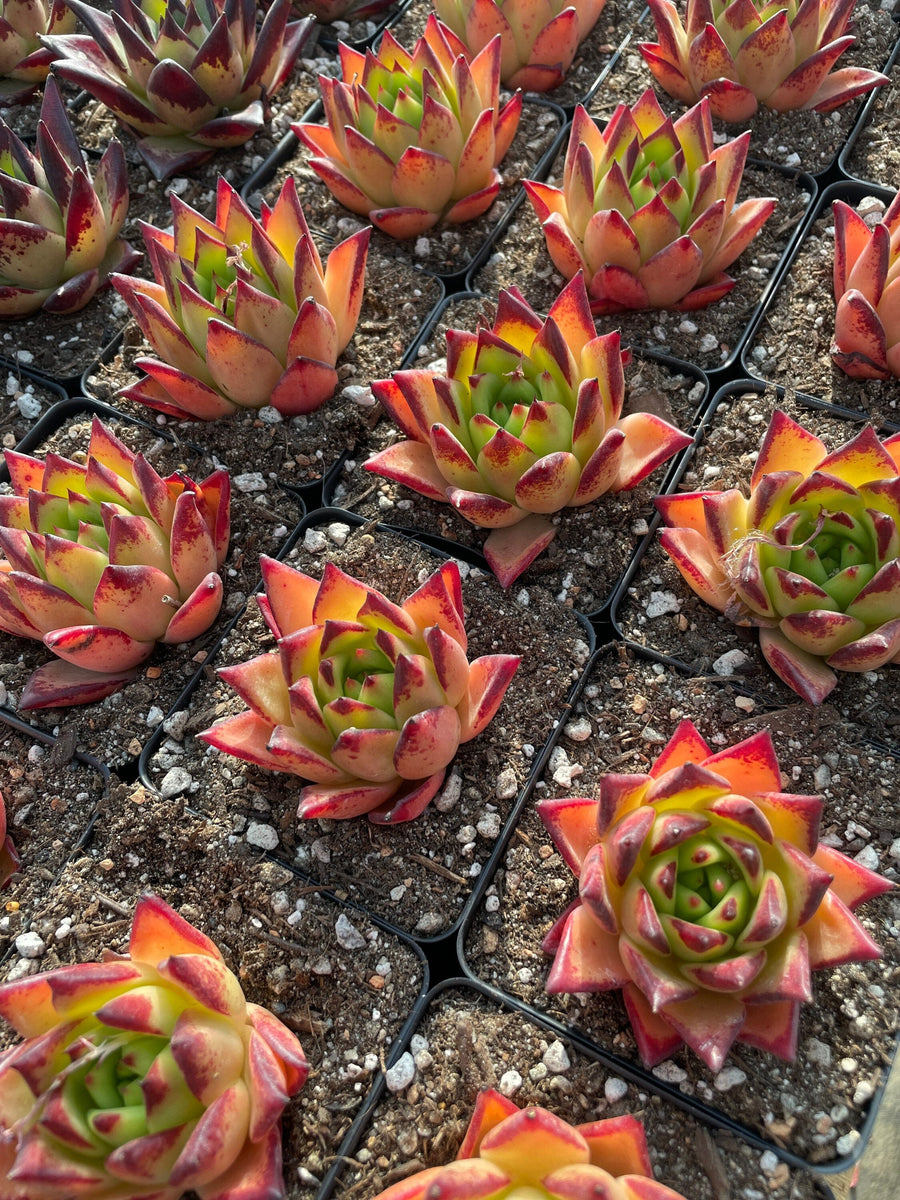 Rare Succulents - Echeveria Agavoides orange Ebony