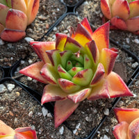 Rare Succulents - Echeveria Agavoides orange Ebony