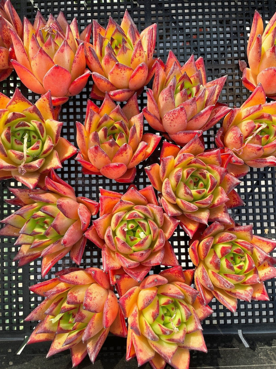 Rare Succulents - Echeveria Agavoides orange Ebony