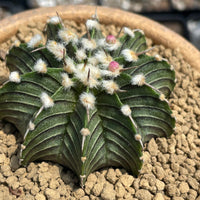 Rare Cactus - Gymnocalycium Mihanovichii LB2178