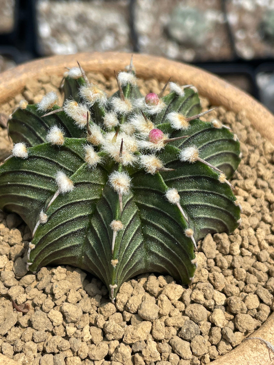 Rare Cactus - Gymnocalycium Mihanovichii LB2178