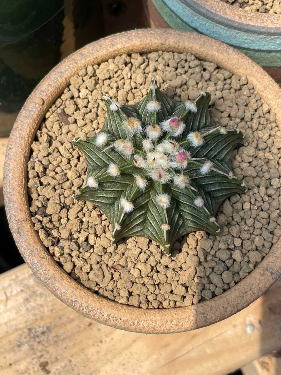 Rare Cactus - Gymnocalycium Mihanovichii LB2178