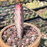 Rare Euphorbia - Euphorbia Lactea ghost Variegata pink