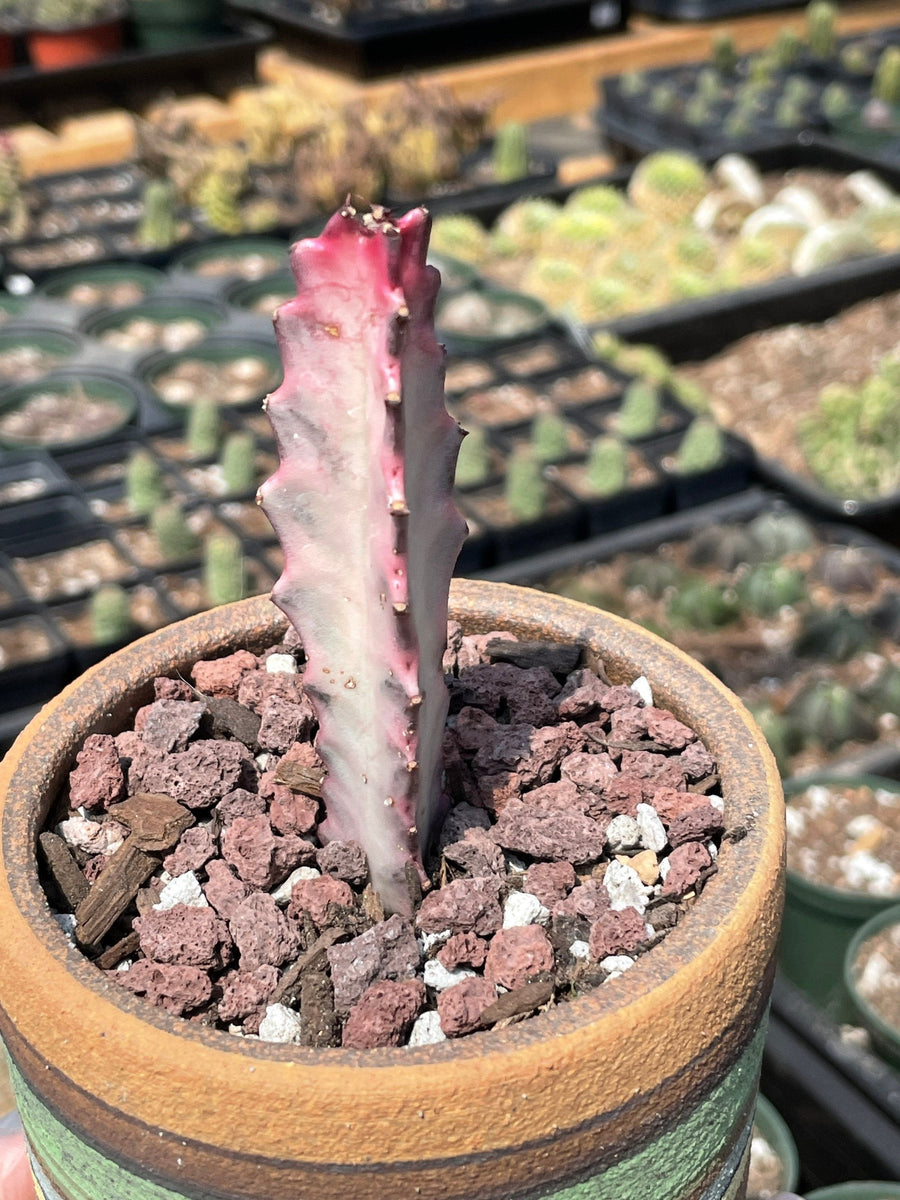 Rare Euphorbia - Euphorbia Lactea ghost Variegata pink