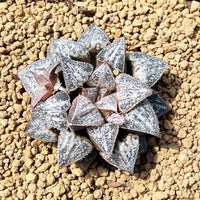 Rare Succulents - Haworthia Splendens “Yuki Keshiki”