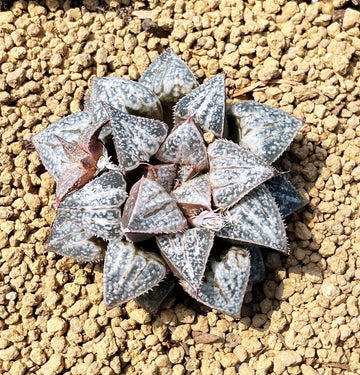 Rare Succulents - Haworthia Splendens “Yuki Keshiki”