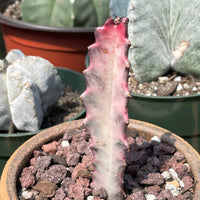 Rare Euphorbia - Euphorbia Lactea ghost Variegata pink