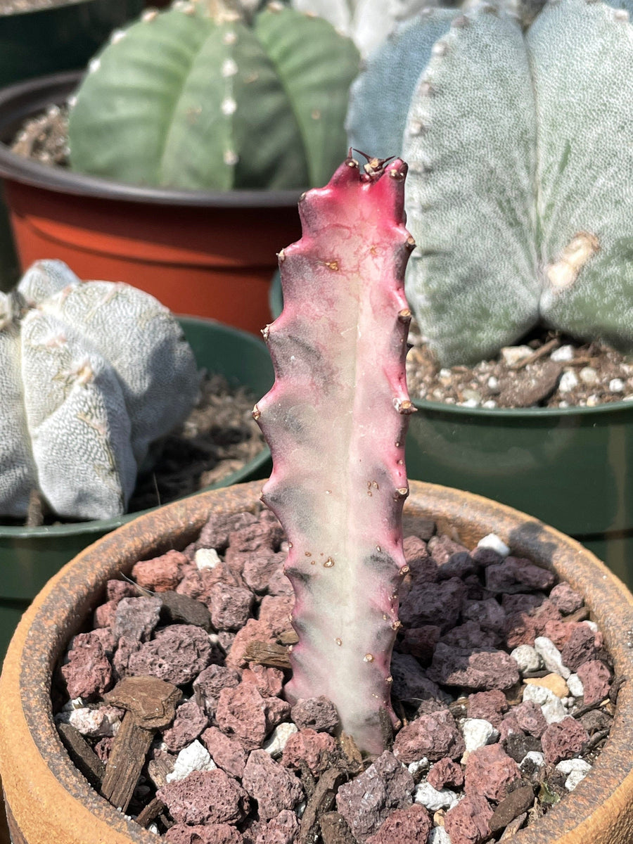 Rare Euphorbia - Euphorbia Lactea ghost Variegata pink