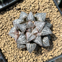 Rare Succulents - Haworthia Splendens “Yuki Keshiki”