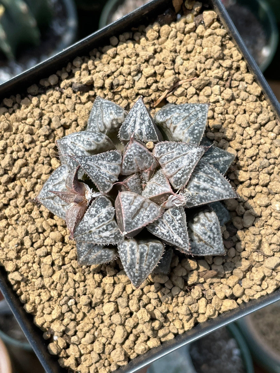 Rare Succulents - Haworthia Splendens “Yuki Keshiki”