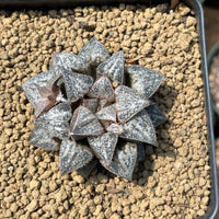 Rare Succulents - Haworthia Splendens “Yuki Keshiki”