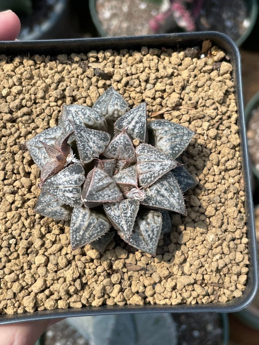 Rare Succulents - Haworthia Splendens “Yuki Keshiki”