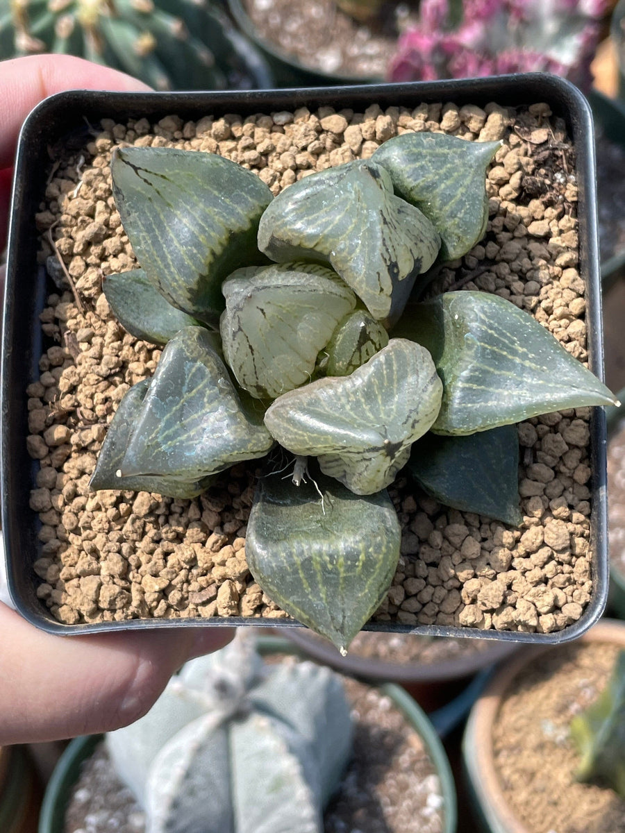 Rare Succulents - Haworthia Emelyae var. Comptoniana 'Urahannya' (2.5-3”）