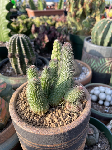 Rare Succulents - Huernia pillansii (2”-3”)