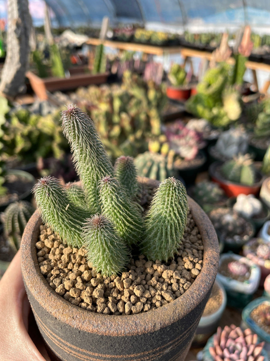 Rare Succulents - Huernia pillansii (2”-3”)