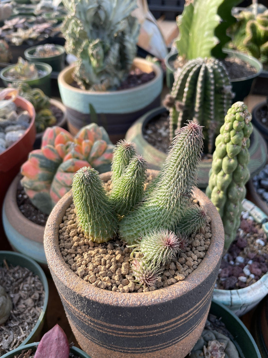 Rare Succulents - Huernia pillansii (2”-3”)