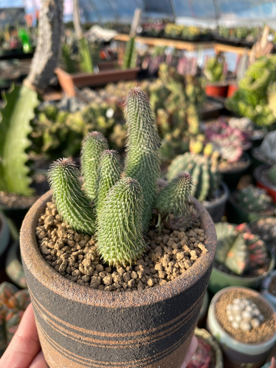 Rare Succulents - Huernia pillansii (2”-3”)