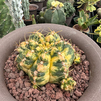 Rare Succulents - Gymnocalycium horstii Variegata (2.5”-3”)