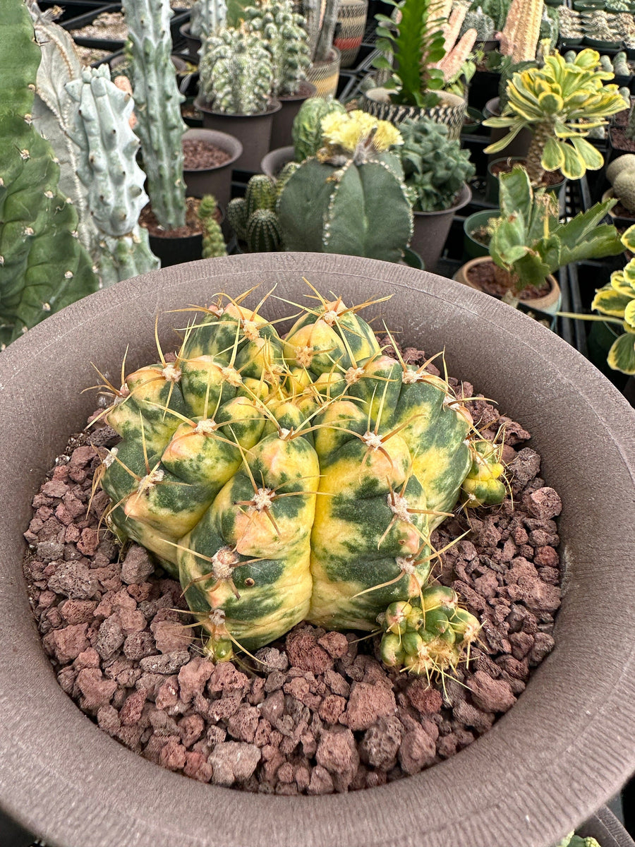 Rare Succulents - Gymnocalycium horstii Variegata (2.5”-3”)