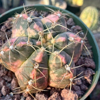 Rare Succulents - Gymnocalycium horstii Variegata (2.5”-3”)