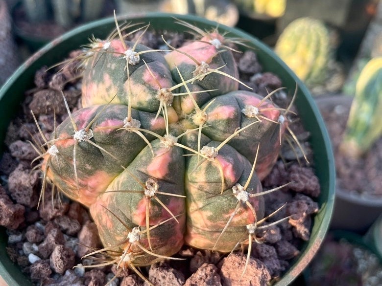 Rare Succulents - Gymnocalycium horstii Variegata (2.5”-3”)