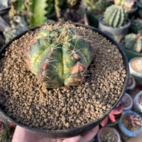 Rare Succulents - Gymnocalycium horstii Variegata (2.5”-3”)