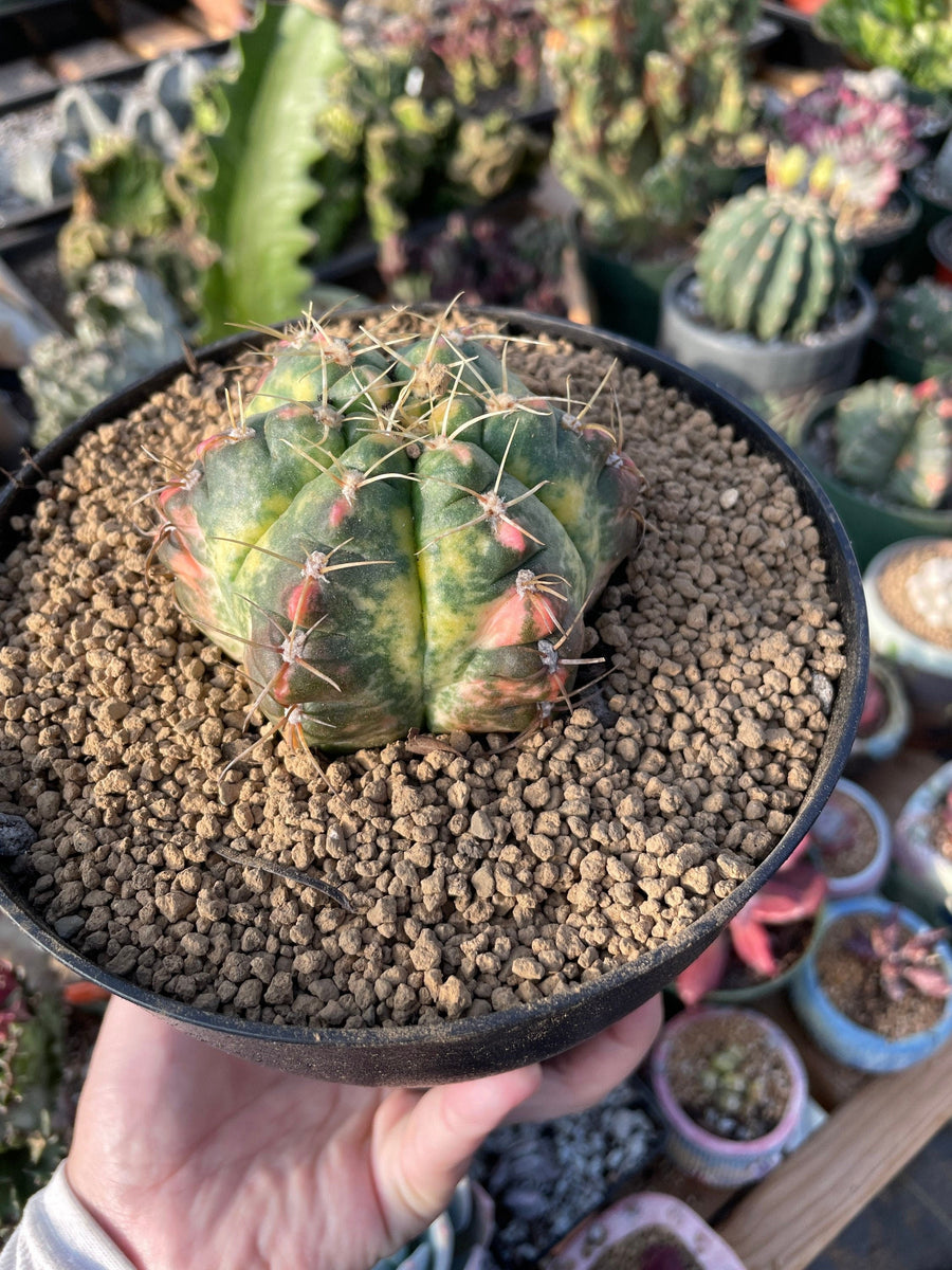 Rare Succulents - Gymnocalycium horstii Variegata (2.5”-3”)