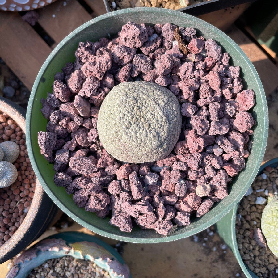 Rare Succulents - Pseudolithos Migiurtinus (1.5”)