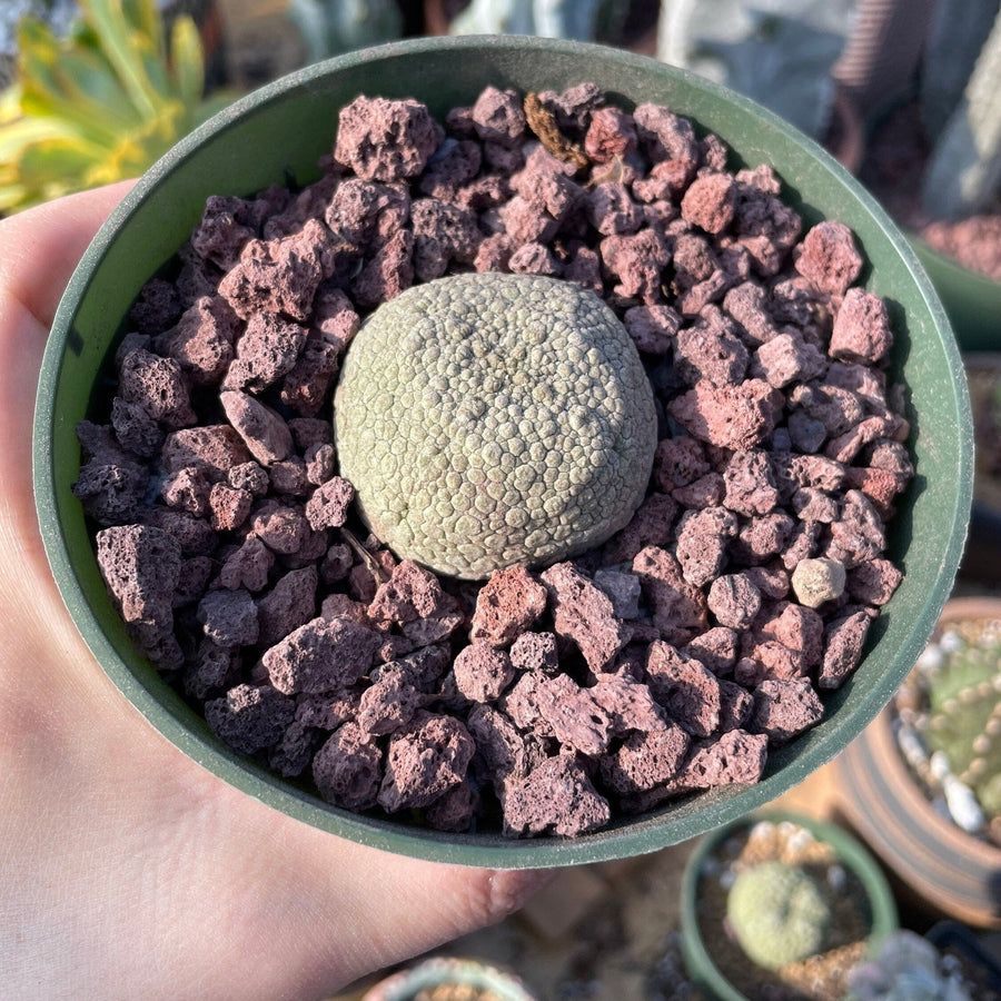 Rare Succulents - Pseudolithos Migiurtinus (1.5”)