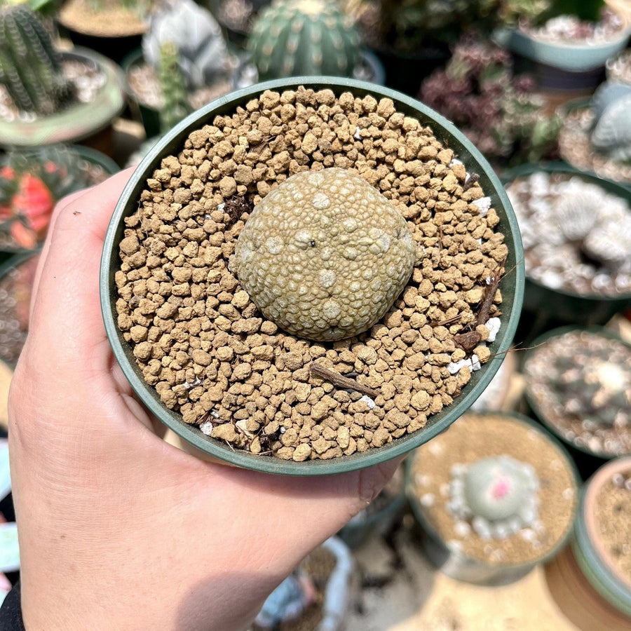 Rare Succulents - Pseudolithos Migiurtinus (1.5”)