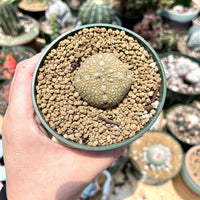 Rare Succulents - Pseudolithos Migiurtinus (1.5”)