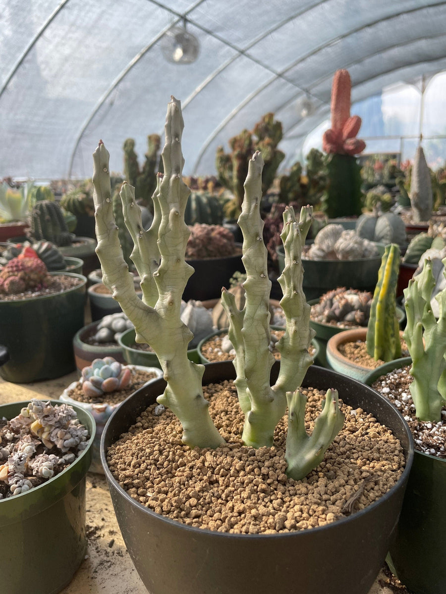 Rare Succulents - Caralluma Socotrana