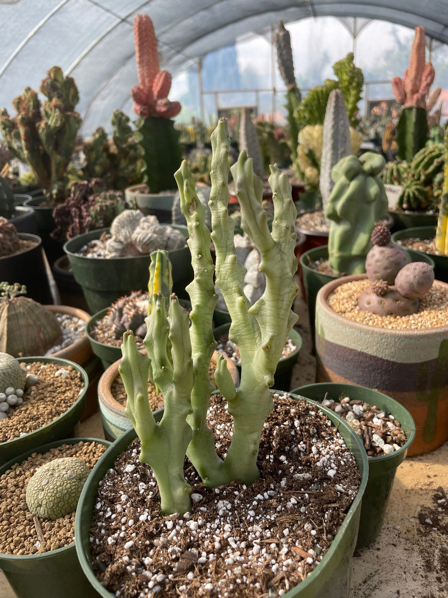 Rare Succulents - Caralluma Socotrana