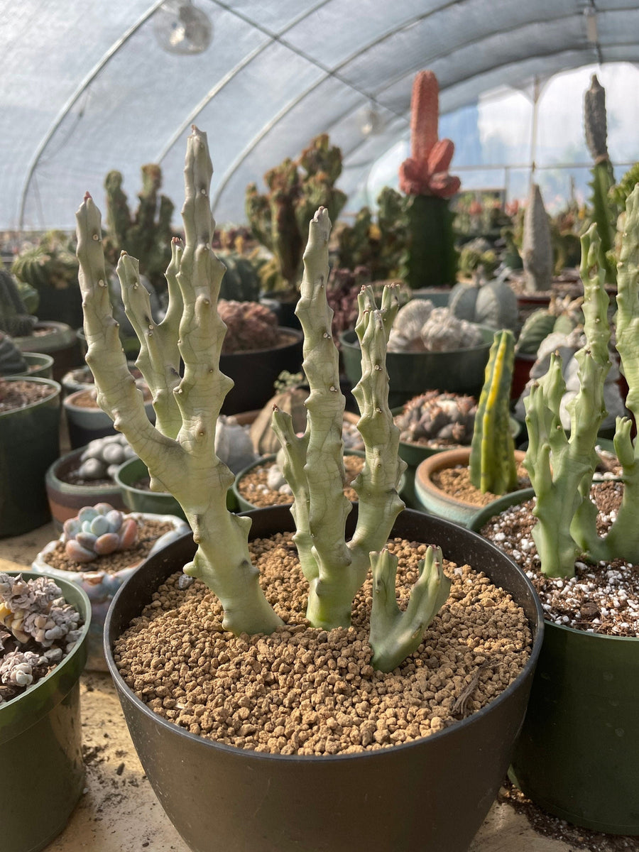 Rare Succulents - Caralluma Socotrana